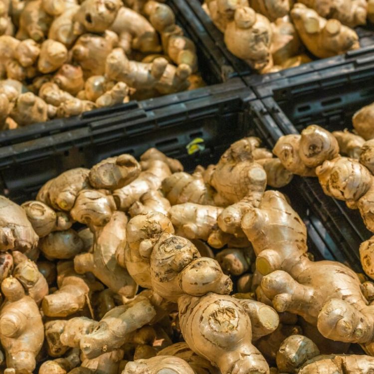Tout savoir sur le gingembre de SHOGGA : origine, récolte et qualité